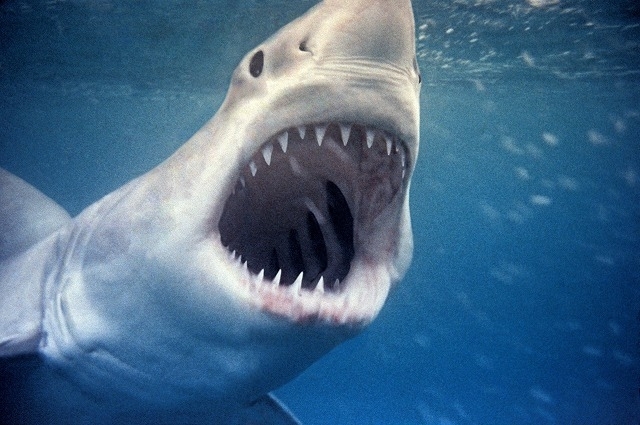 “サメと遊ぶ”伝説のダイバーが語る「ジョーズ」の海洋撮影「素晴らしいサメのアクションがあった」 - 画像7