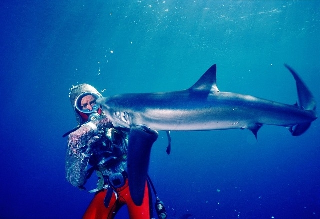 “サメと遊ぶ”伝説のダイバーが語る「ジョーズ」の海洋撮影「素晴らしいサメのアクションがあった」 - 画像12