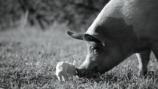 母豚“GUNDA”と農場に暮らす動物たちの深遠なる世界を活写