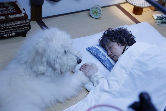 「CGに間違われないか心配」 田中圭「ハウ」俳優犬ベックが魅せた“名優級の演技” - 画像5