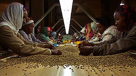貧しい途上国のコーヒー農家の実情を描く 「おいしいコーヒーの真実」