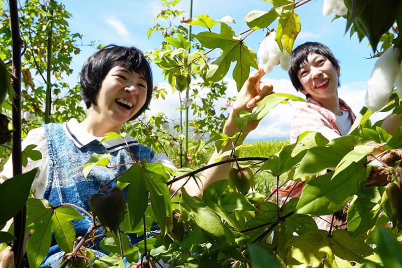 フジヤマコットントン : 作品情報・キャスト・あらすじ・動画