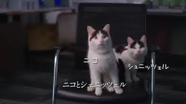 特別映像：猫ちゃんの活躍編