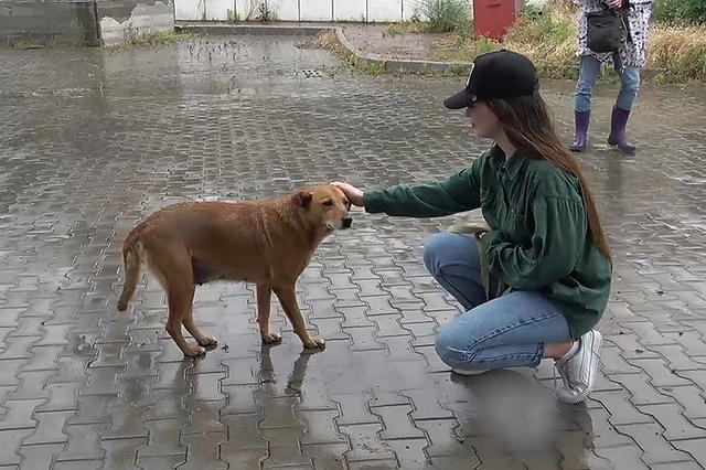 犬と戦争 ウクライナで私が見たこと