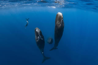 パトリックとクジラ 6000日の絆