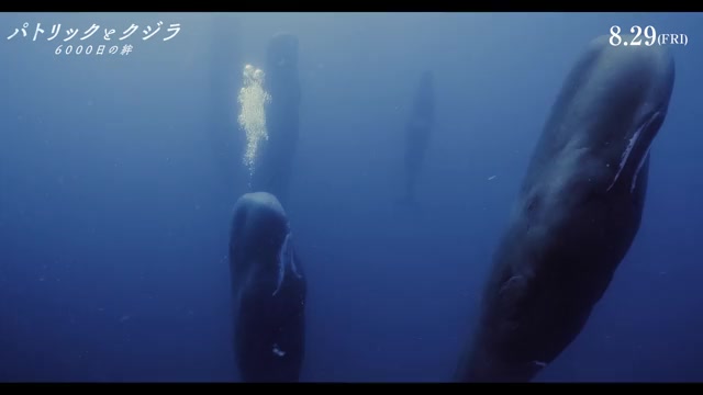 本編映像