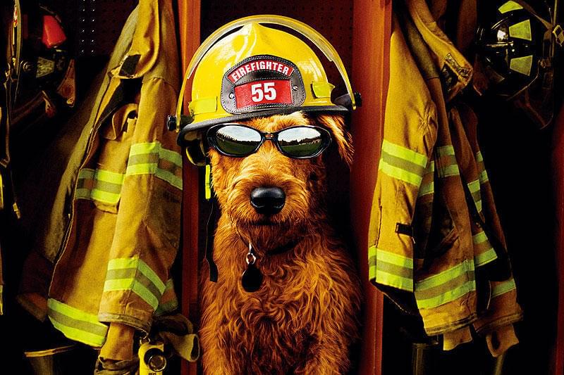 Amazon.com: ファイアー・ドッグ 消防犬デューイの大冒険(特別編