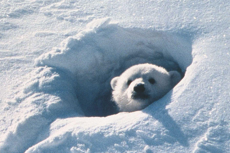 北極のナヌー : 作品情報 - 映画.com