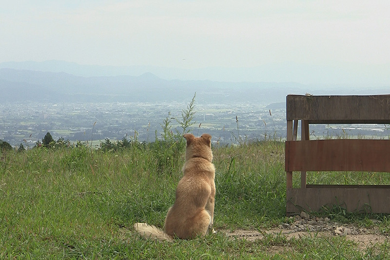 犬と猫と人間と2 動物たちの大震災 : 作品情報 - 映画.com