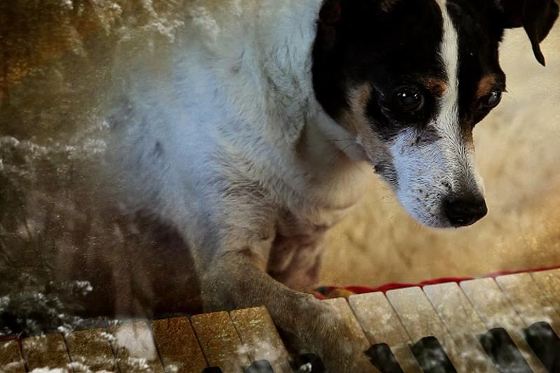 ハート・オブ・ドッグ　犬が教えてくれた人生の練習 : 作品情報・キャスト・あらすじ・動画