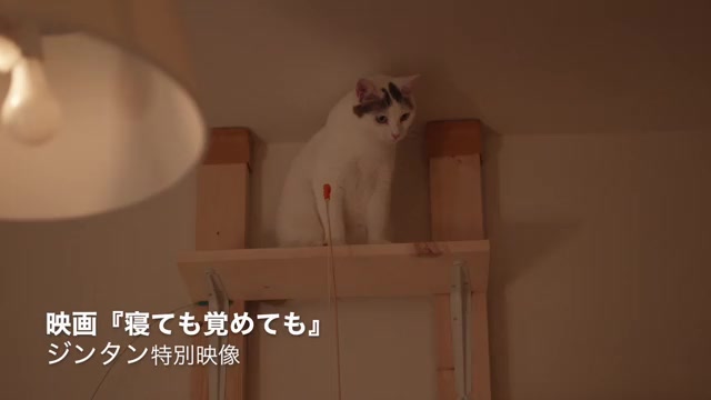 メイキング映像：猫のジンタン