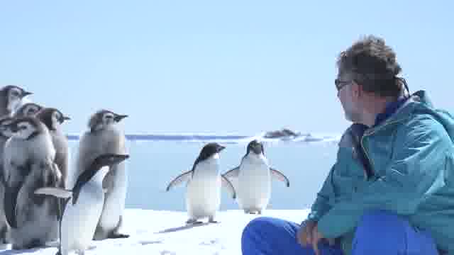 皇帝ペンギン ただいまの予告編 動画 メイキング映像 映画 Com