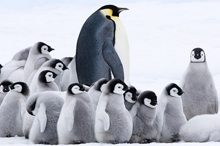 皇帝ペンギン ただいま フォトギャラリー 画像 映画 Com