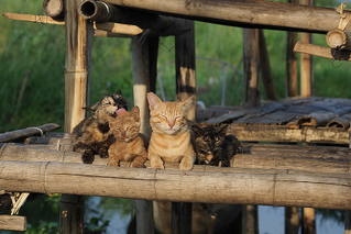 劇場版　岩合光昭の世界ネコ歩き　あるがままに、水と大地のネコ家族の予告編・動画