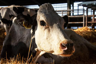 COW 牛