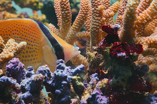 パフ サンゴ礁の神秘