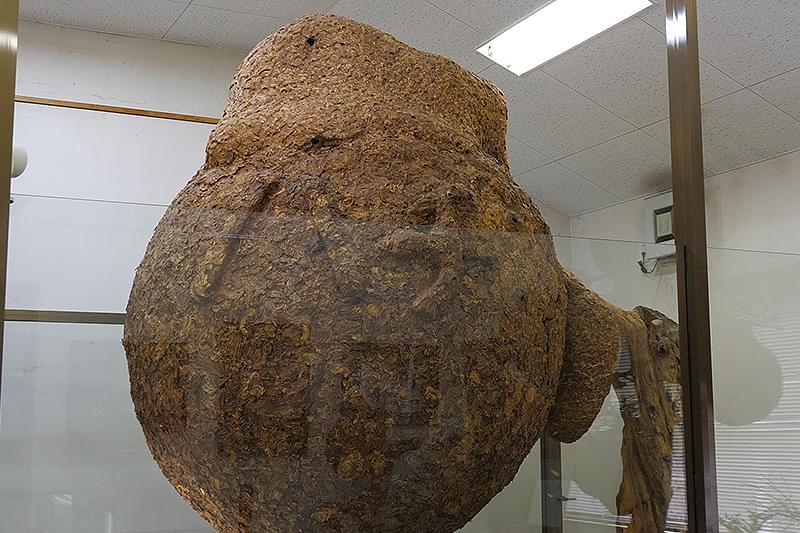 この絵を見ていると、とてもやすらぎました。引っ越しの為、出品致します。 様々なメディアで取り上げられた 江戸の“ふつうの人々”の暮らし『まめ