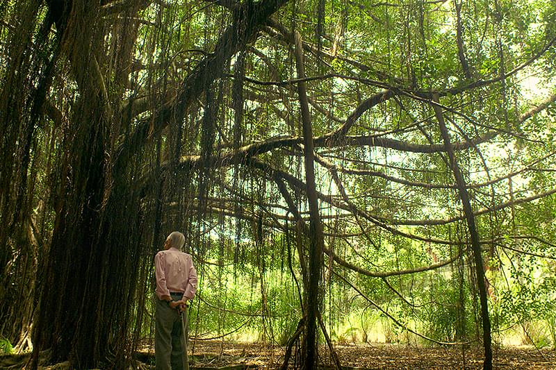 月と樹 : 作品情報・キャスト・あらすじ