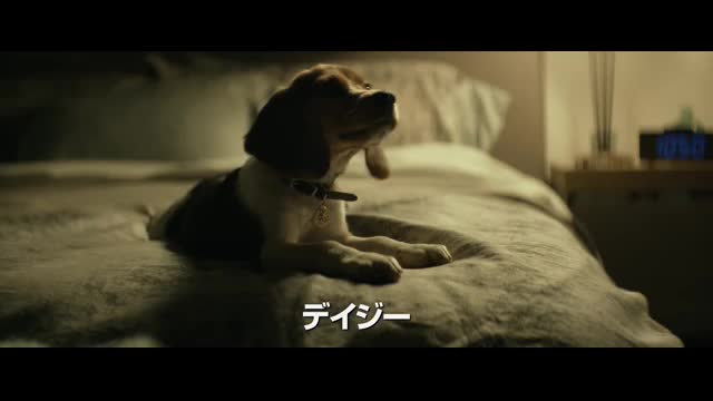 愛犬の日特別映像