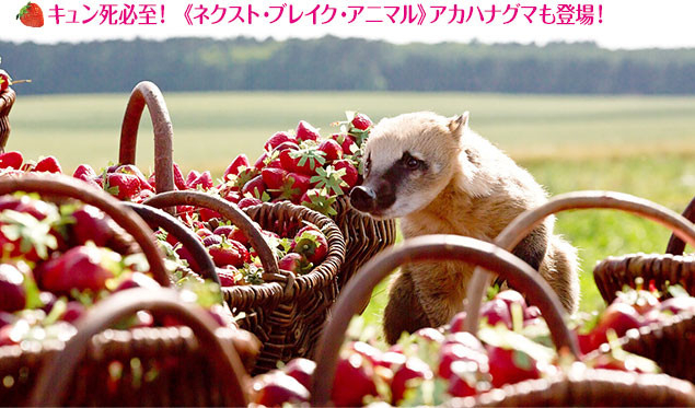 ヨーロッパではポピュラーなアカハナグマは、日本でも人気がブレイクする予感！
