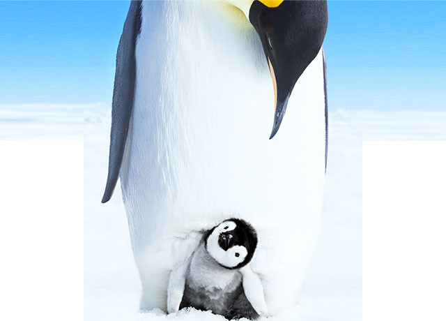 かわいらしい赤ちゃんペンギンと父母のきずな──感動的な姿は本作でしか見られない！