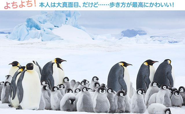 皇帝ペンギン ただいま 特集 この夏は 水族館では見られない 本当のペンギン を見に行きませんか かわいさに 和み 懸命な子育てに 共感 し 圧倒的映像美に 驚く アカデミー賞監督が贈る 今夏最涼の 癒しムービー 映画 Com