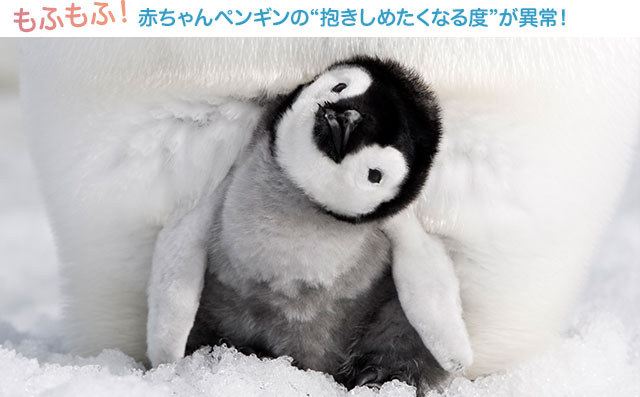 親鳥の足下に挟まれて、外敵から身を守られている赤ちゃんペンギンが最高にかわいい！
