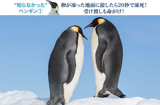 1つしか生まれない卵を、オスとメスのペンギンそれぞれが交代で温める