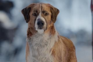 野性の呼び声の注目特集