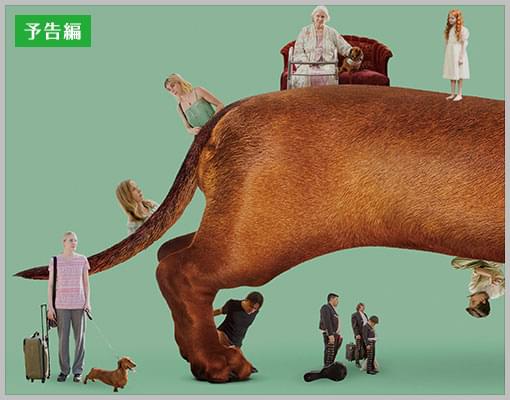 トッド・ソロンズの子犬物語 [DVD] Amazon.co.jp: トッド・ソロンズの子犬物語 [DVD] : ダニー