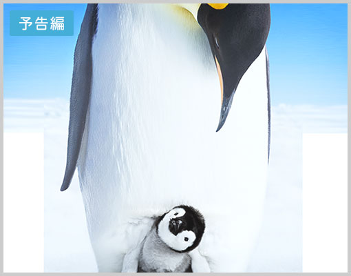 皇帝ペンギン ただいま 特集 この夏は 水族館では見られない 本当のペンギン を見に行きませんか かわいさに 和み 懸命な子育てに 共感 し 圧倒的映像美に 驚く アカデミー賞監督が贈る 今夏最涼の 癒しムービー 映画 Com